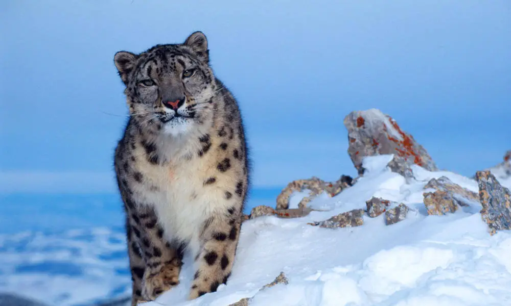 khangchendzonga-national-park-snow-leopard