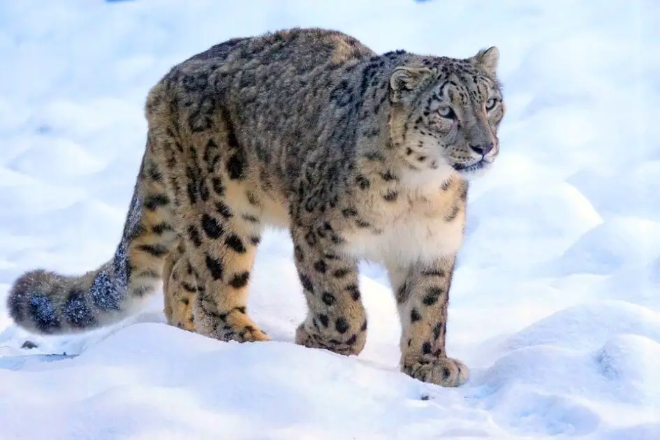 Hemis National Park The Capitalof Snow Leopard in India