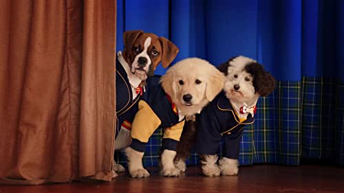 pup academy season 3 