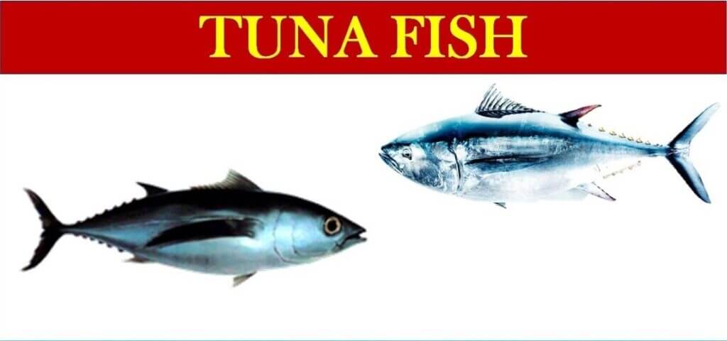 About Tuna Fish in Marathi